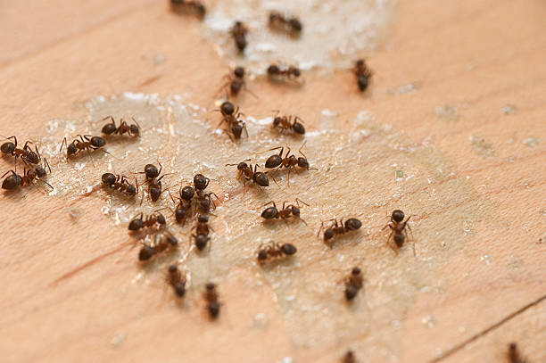 Best Cockroach Control Services  in Vancouver, WA